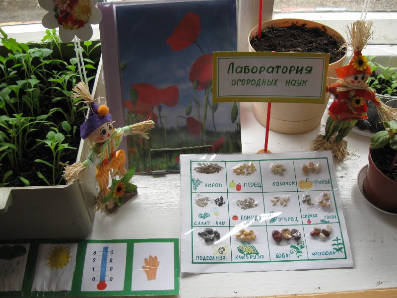 Наблюдения за семенами растений. Огород на окне. Огород на окне наблюдение. Наблюдение огород на окне в детском саду. Эксперименты в огороде на окне.
