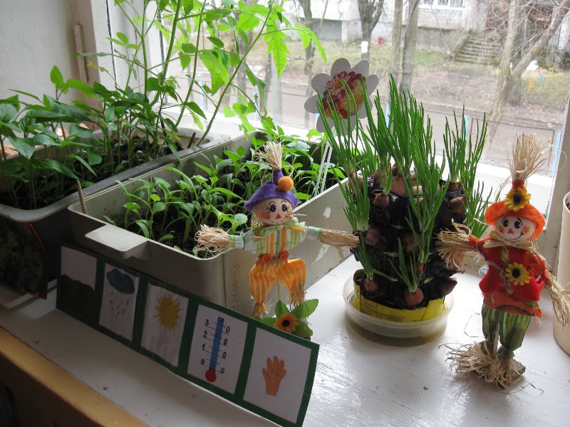 Огород на подоконнике в подготовительной группе оформление. Огород на окне. Огород на окне в детском саду. Огород на окне в ДОУ. Огород на подоконнике в ДОУ.